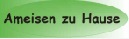 Ameisen zu Hause