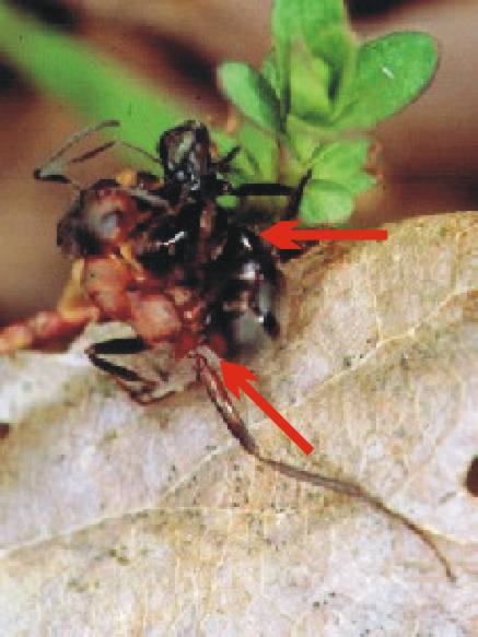 Pflanzenwespe, Hymenoptera