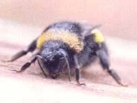 Feldwespe