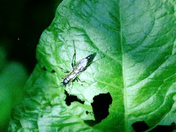 Pflanzenwespe, Hymenoptera