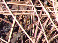 Feldwespe